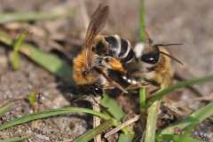 Zonandrena gravida